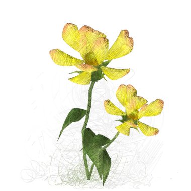 Beyaz arkaplanda güzel çiçekler 