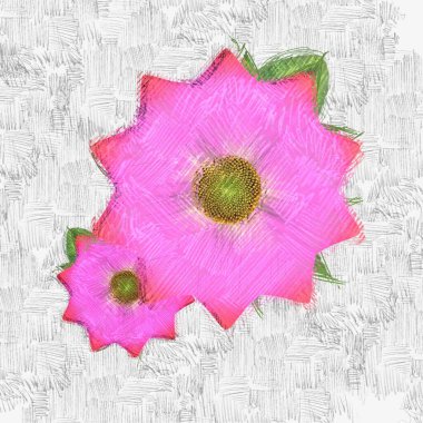 Beyaz arka planda pembe gül