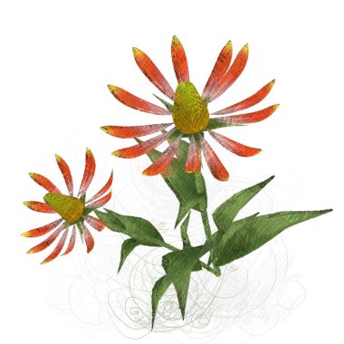 Beyaz arkaplanda izole edilmiş suluboya çiçekleri