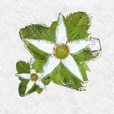 beyaz arkaplanda yeşil yapraklar