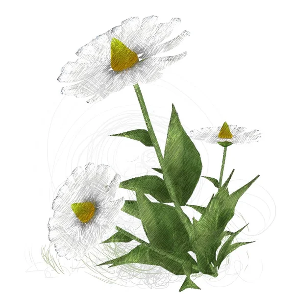 Λουλούδια Ακουαρέλας Απομονωμένα Λευκό Φόντο — Φωτογραφία Αρχείου