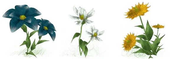 Piękne Kwiaty Białym Tle — Zdjęcie stockowe