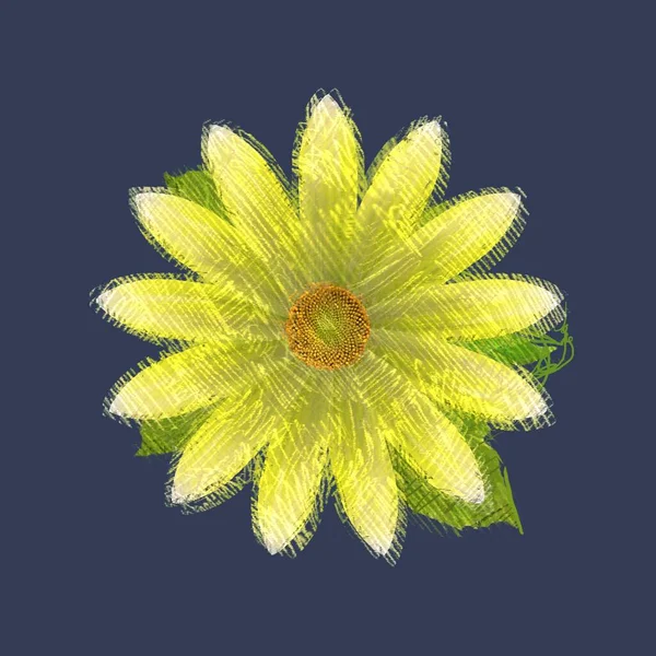 Słonecznik Izolowany Białym Tle — Zdjęcie stockowe