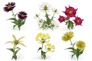 Beyaz arkaplanda güzel çiçekler