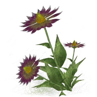 Beyaz arkaplanda izole edilmiş suluboya çiçekleri