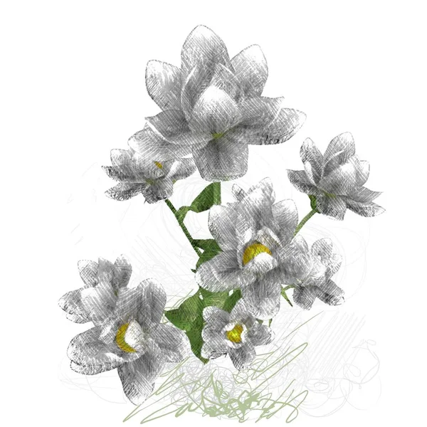 Акварельные Цветы Белом Фоне — стоковое фото