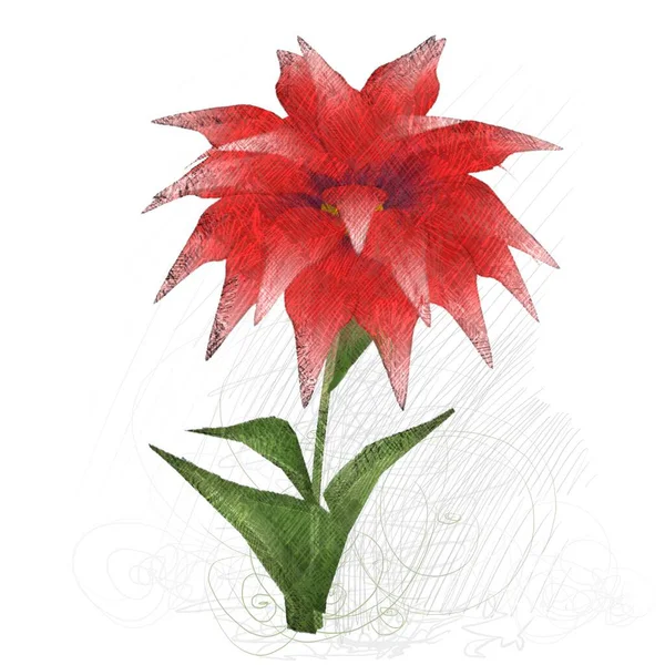 白い背景に孤立した赤い花 — ストック写真