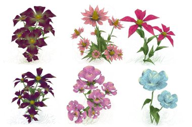 Beyaz arkaplanda güzel çiçekler