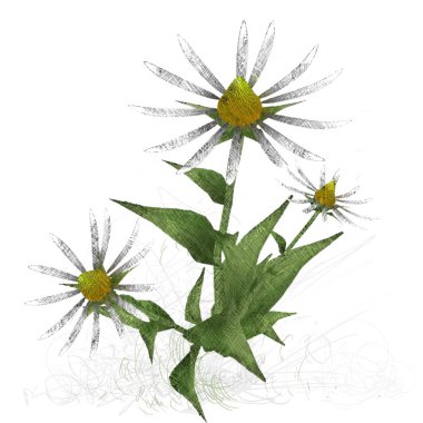 Beyaz arkaplanda güzel çiçekler