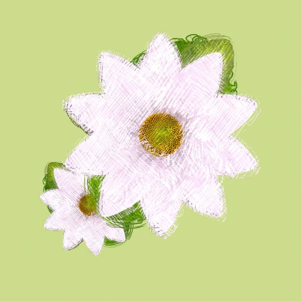Flower White Background — Stock Photo, Image