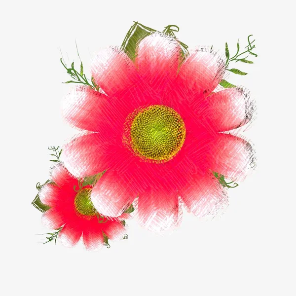 Flor Roja Aislada Sobre Fondo Blanco — Foto de Stock