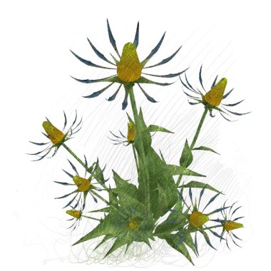 Beyaz arkaplanda güzel çiçekler 