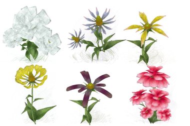Beyaz arkaplanda izole edilmiş suluboya çiçekleri