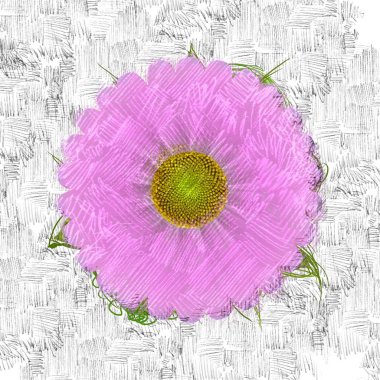 Beyaz arka plan üzerinde renkli çiçekler