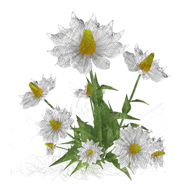 Aquarel Bloemen Witte Achtergrond — Stockfoto