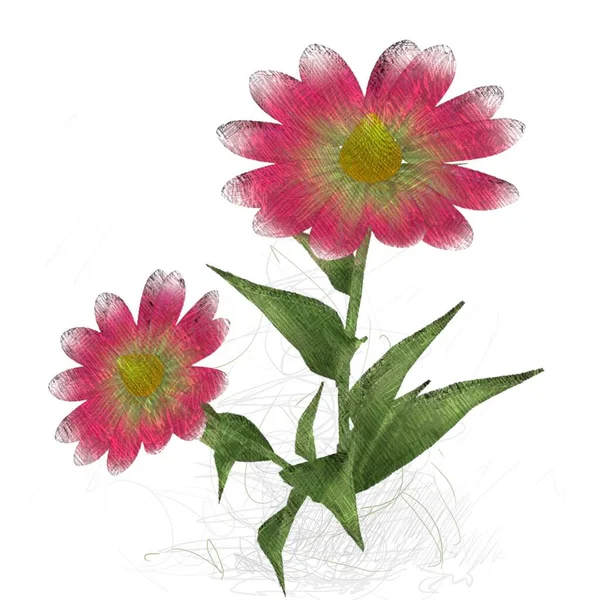 Beyaz arkaplanda izole edilmiş güzel çiçekler