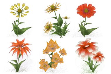 Beyaz arka planda güzel suluboya çiçekler