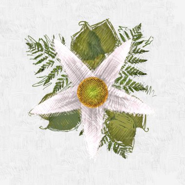 beyaz arka planda noel yaprakları