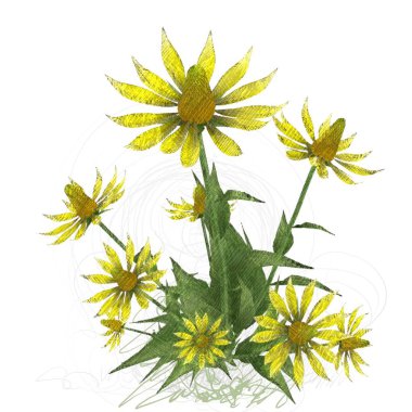 beyaz zemin üzerine suluboya çiçek