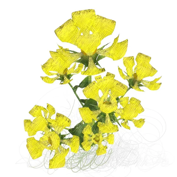 Gele Bloemen Een Witte Achtergrond — Stockfoto