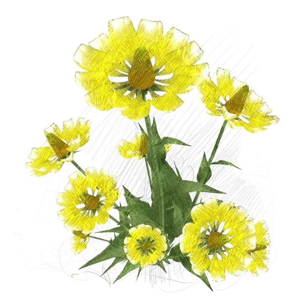 Vackra Blommor Vit Bakgrund — Stockfoto