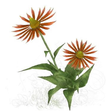 Beyaz arkaplanda güzel çiçekler 