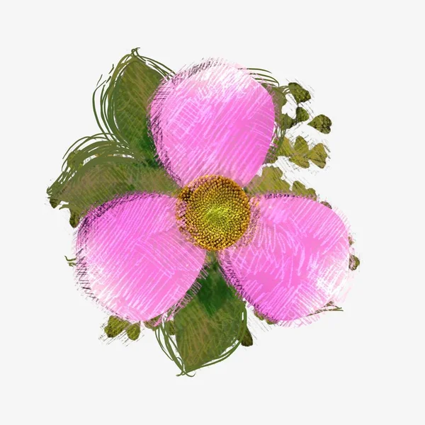 Рожеві Квіти Ізольовані Білому Тлі — стокове фото