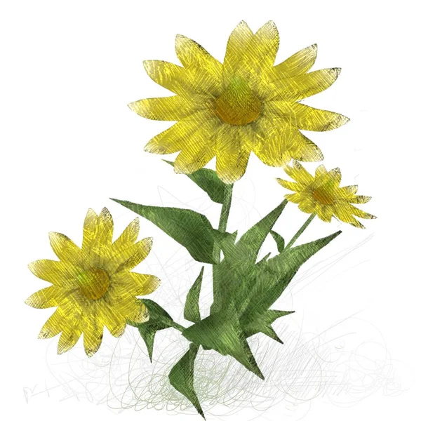 Flores Amarillas Aisladas Sobre Fondo Blanco —  Fotos de Stock