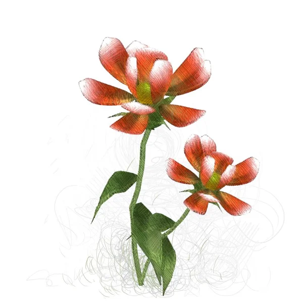 Röda Blommor Vit Bakgrund — Stockfoto