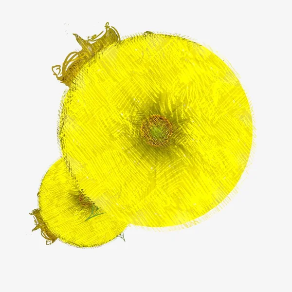 Fiore Giallo Isolato Bianco — Foto Stock