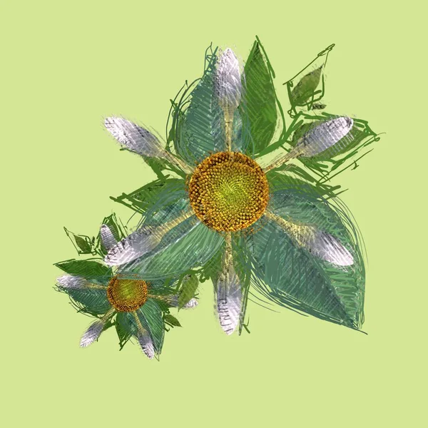 Ilustrace Dekorativní Obraz Izolovaného Květu Květinové Znázornění Ročník Botanické Kresby — Stock fotografie
