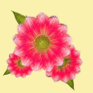 Beyaz arkaplanda izole edilmiş pembe çiçek