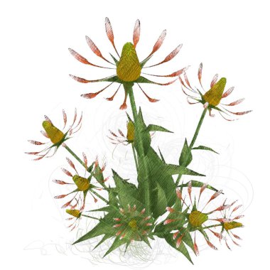 Beyaz arkaplanda izole edilmiş suluboya çiçekleri