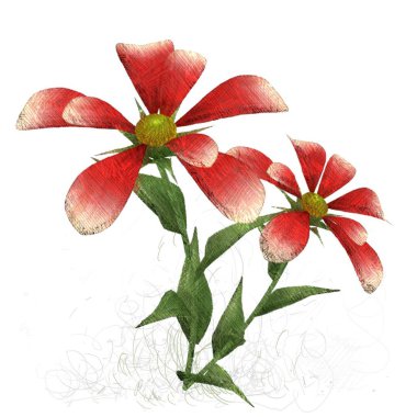 kırmızı gül beyaz arkaplanda izole