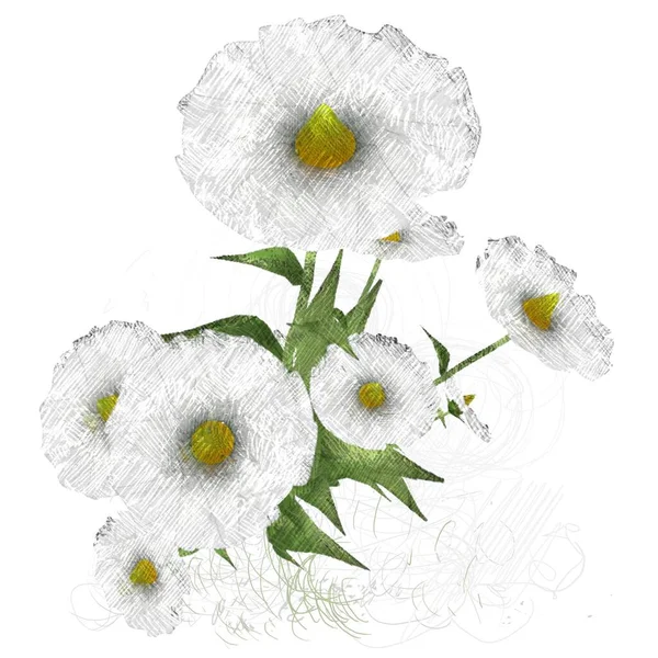 Mooie Bloemen Witte Achtergrond — Stockfoto