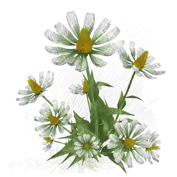 Λουλούδι Απομονωμένο Λευκό Φόντο — Φωτογραφία Αρχείου