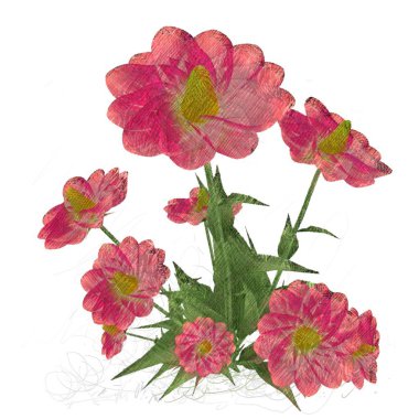 Beyaz arkaplanda izole edilmiş pembe çiçekler