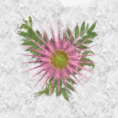 Beyaz arkaplanda güzel çiçekler