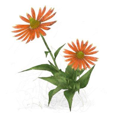 Beyaz arka planda izole dağınık grungy çiçekler