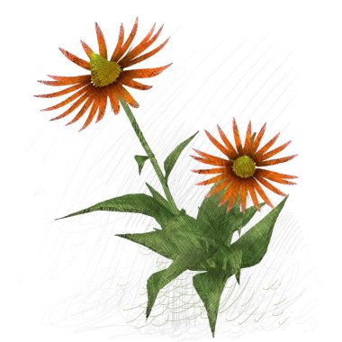 beyaz arkaplanda izole edilmiş çiçek