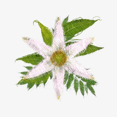 beyaz arkaplanda yeşil yapraklar izole