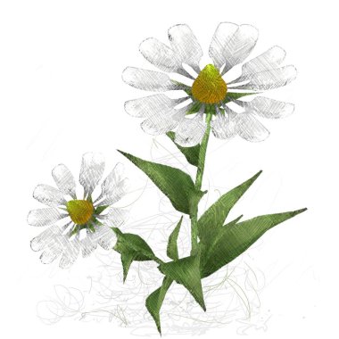 beyaz arkaplanda çiçek