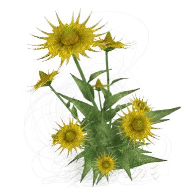 Beyaz arkaplanda güzel çiçekler 