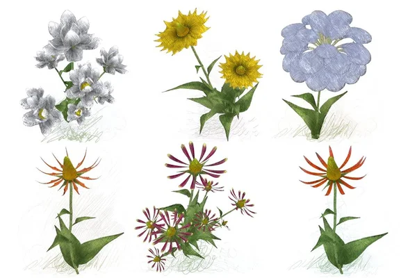 Akvarell Blommor Vit Bakgrund — Stockfoto