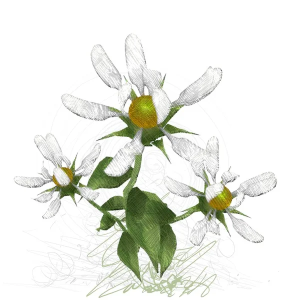 Kwiat Izolowany Białym Tle — Zdjęcie stockowe