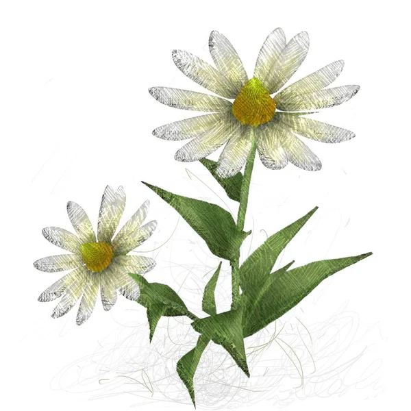 Kwiat Izolowany Białym Tle — Zdjęcie stockowe