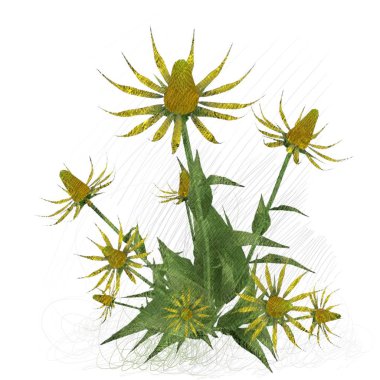 2d illüstrasyon. Dekoratif izole çiçek görüntüsü. Çiçek İllüstrasyon. Vintage botanik sanat. El yapımı çizim.