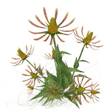 2d illüstrasyon. Dekoratif izole çiçek görüntüsü. Çiçek İllüstrasyon. Vintage botanik sanat. El yapımı çizim.