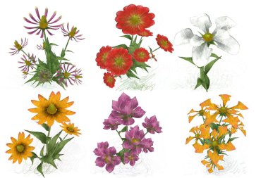 Beyaz arkaplanda bir buket çiçek