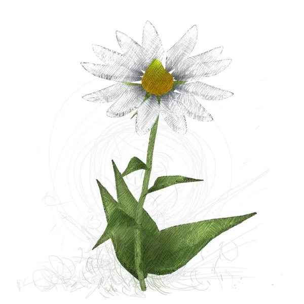 Beautiful Flowers White Background — Stock Photo, Image